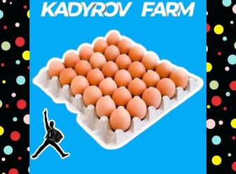 Инкубационные яйца ломан браун несушка оплод 80% Россия ИЯЛБ7