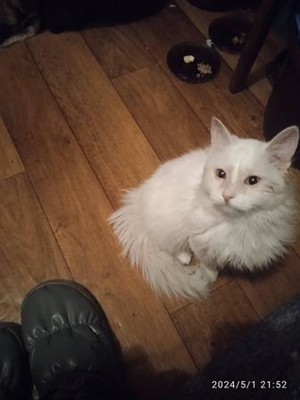 Бесплатно белый пушистый котёнок Турецкая ангора.