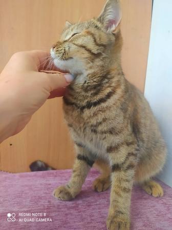 Игрунья и ласкуша кошка Корсика принесет счастье и удачу в Ваш дом