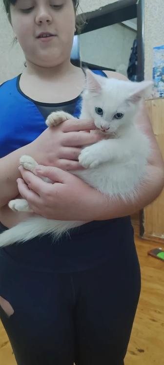 Котенок белый турецкая ангора
